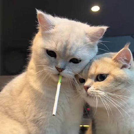 Luozyiii Leslie Github - Desktop Minimal Photos for Desktop