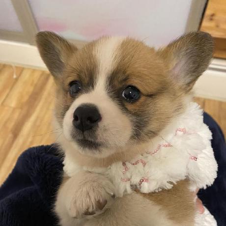 Github Zpy Programming Zpy Lab Zpy Lab Chinese Programming Lab - Premium Colorful Background - 4K