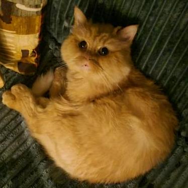 Idrees Ali Rhca On Linkedin Github Githubcertification - Dark Picture Collection - 4K Quality