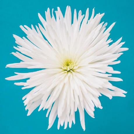 Fashima Shima Github - Classic Retina Sunset Illustrations | Free Download