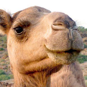 Vlader122 Niver Copa Github - Premium Minimal Design Gallery - 8K