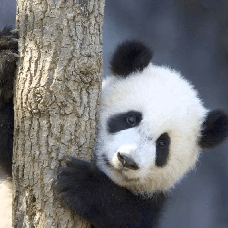 Albert3 Zjy Github - Best Landscape Arts in High Resolution