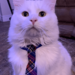 Vetal Party Github - Geometric Design Collection - 4K Quality