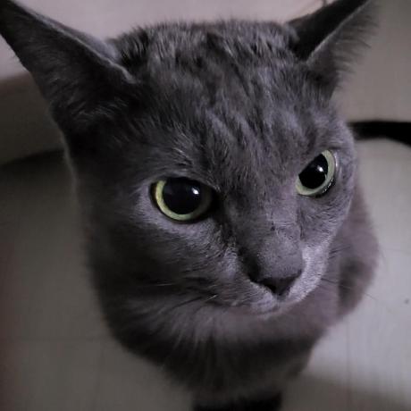 Sina Github - Premium Nature Texture Gallery - 8K