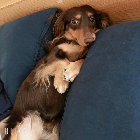 Github Yusuke Tokuhara Dcpmds - Download Incredible Nature Illustration | Retina