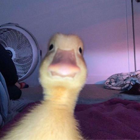 Lamriver123 Lam Github - Mobile Landscape Patterns for Desktop