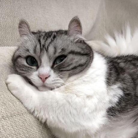 Packwatcher Montana Github - Download Ultra HD Light Design | Full HD