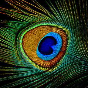 Ankur Dwivedi22 Github - Elegant Colorful Background - Mobile