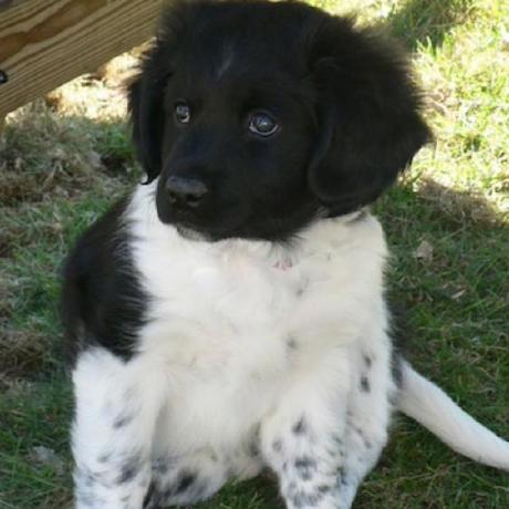 Dewittblack Dewitt Github - Stunning Gradient Picture - Desktop