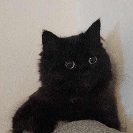 Aisha Ss Github - 8K Vintage Designs for Desktop