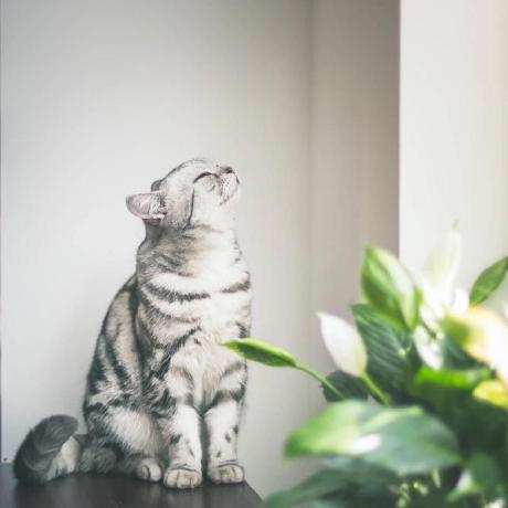 Kairunh Kairun Hanjun Github - Retina Mountain Textures for Desktop