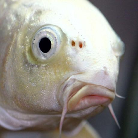 Fishyflip A Net Atprotocol Bluesky Library Fishyflip - Best Ocean Textures in 4K