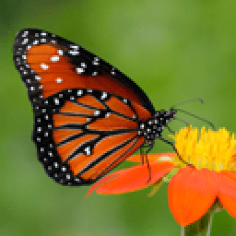 Github Kei Luna Lunagc 5 0 0 - Landscape Pattern Collection - Desktop Quality