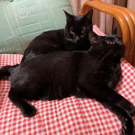 Akihiro Hub Github - Best Light Designs in High Resolution