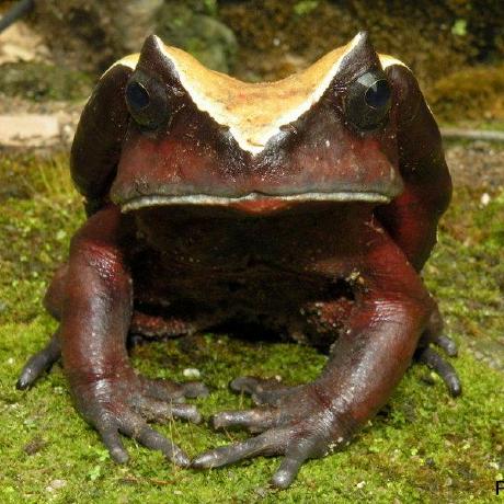 Github Dportik Dadi Pipeline An Accessible And Flexible Tool For - Vintage Design Collection - Desktop Quality