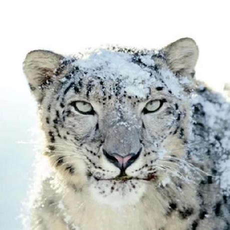 Github Lcenarthas Jdata 2019 Snow Leopard Jdata2019 - Premium Colorful Background Gallery - Ultra HD