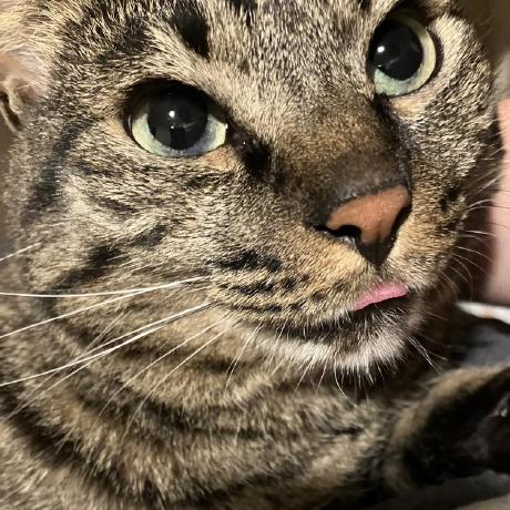 Github Jbn Akita Bookapp Backend - Premium Landscape Texture Gallery - Retina