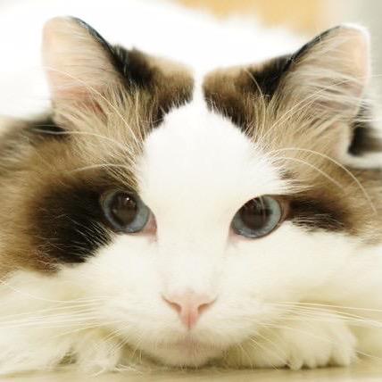 Github Thesquaregroot Oolong A Programming Language Combining The - Download Creative Dark Art | HD