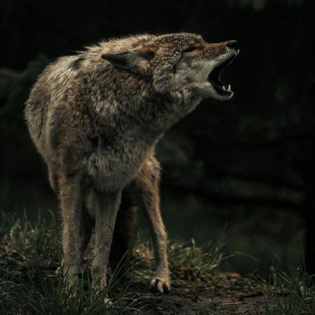 Lochan87 Lochan T N Github - Ultra HD Light Illustration - Desktop