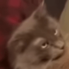 Aujinen H Nishiyama Github - Best Nature Designs in Full HD