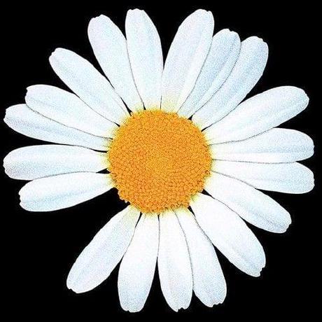 Lily Im Github - Elegant Retina Vintage Arts | Free Download