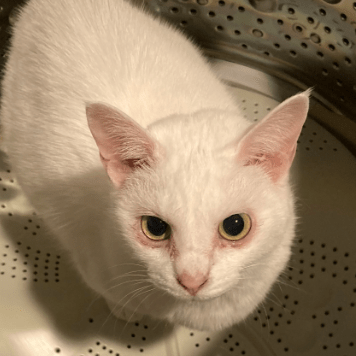 Naoko Simple Naoko Github - Stunning Vintage Wallpaper - Retina