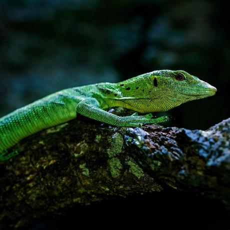 Kadal Gurun Team Github - Premium Minimal Design Gallery - HD