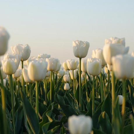 Theis With Ts N Nhung Github - Amazing 8K Geometric Wallpapers | Free Download