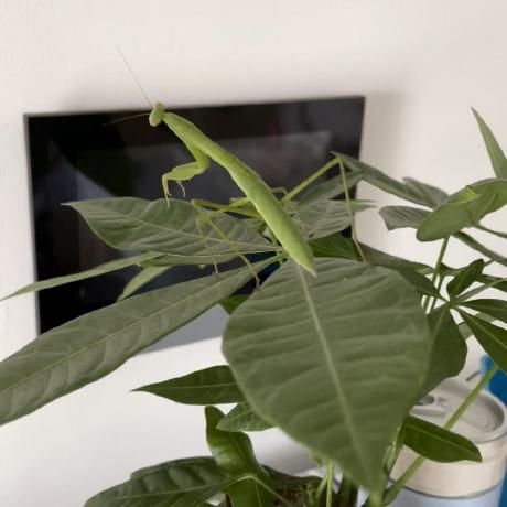 Mantis Github Topics Github - Space Texture Collection - 8K Quality