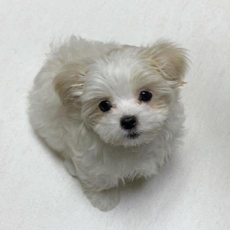 Judith Zhu Github - Premium Nature Texture Gallery - High Resolution