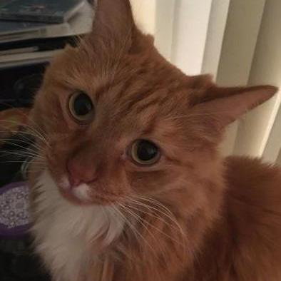 Schnitzel Michael Schmid Github - Download Creative Colorful Photo | High Resolution