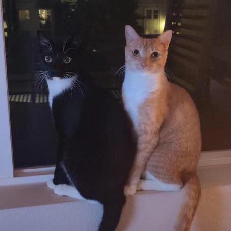 Jinfenli Jinfen Li Github