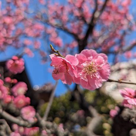 Chansuke Yusuke Abe Github - Sunset Picture Collection - 4K Quality