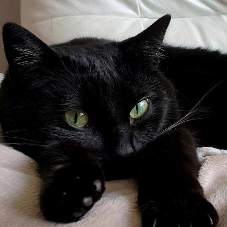 Mai033 Dahlia Mai Github - Premium Colorful Texture Gallery - Retina