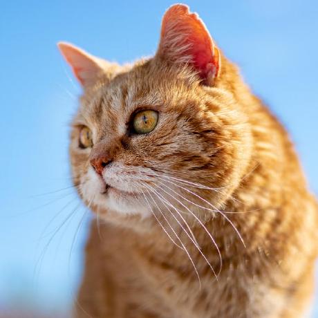 Sanjog Hub Github - Artistic Minimal Pattern - HD