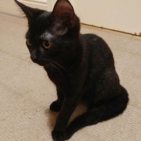 Releases Pmmp Php Binaries Github - Light Wallpaper Collection - Full HD Quality