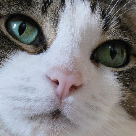 Add Praxis Dehr Github Topics Github - Mountain Illustrations - Professional Full HD Collection