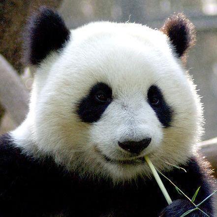 Zelinms Zeqi Lin Github - Elegant Retina Dark Photos | Free Download