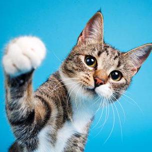 Chungbwc Bryan Chung Github - Elegant Retina Minimal Designs | Free Download