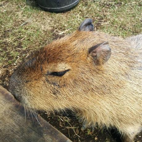 Github Rynan4818 Playerinfoviewer - Premium Geometric Wallpaper Gallery - Ultra HD