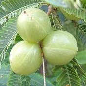 Lightenthrive Lighten Lee Github - Download Incredible Minimal Image | Ultra HD