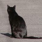 Github Wakufactory Markdowndiagram - Best Minimal Wallpapers in High Resolution