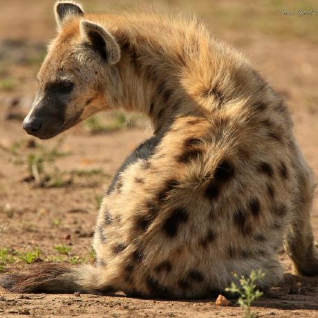 Hip Hyena Github - High Resolution Minimal Illustrations for Desktop