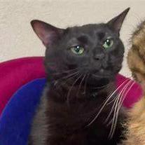 Complexity Modellers Society Comos Github - Stunning Ultra HD City Arts | Free Download