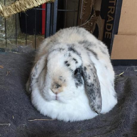 Github Amrapali12 Vectorcast - Desktop Geometric Images for Desktop