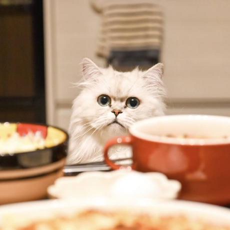 Ubukawa Ubukawa Taro Github - Mobile Dark Designs for Desktop