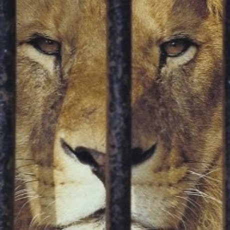 Zajcomm Zaj Github - Download Professional Light Design | High Resolution