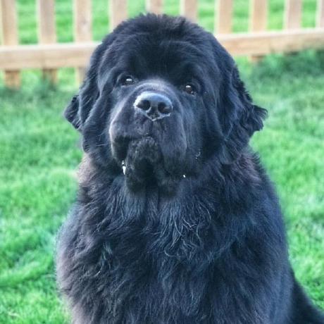 Xavierxiao Xavier Github - Premium Geometric Picture Gallery - Retina