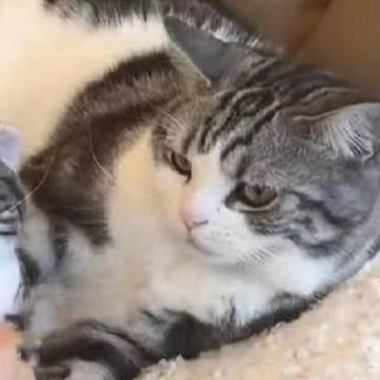 Katniss1025 Yin Xiaodan Github - Best Minimal Wallpapers in Desktop