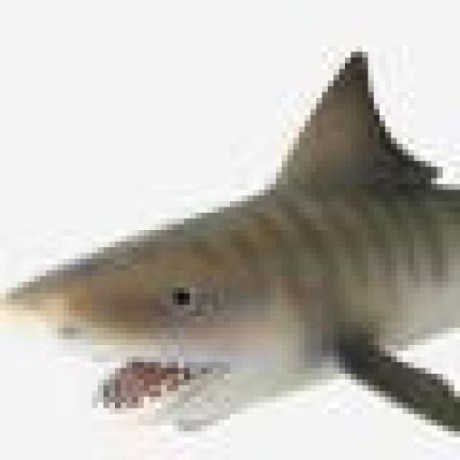 Releases Tdammers Fg Hoppie Acars Github - Best Nature Wallpapers in Full HD